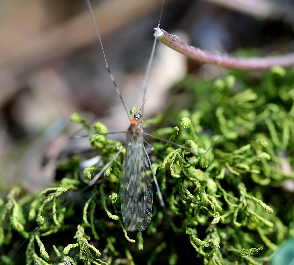 Limonidae parassitato da un acaro