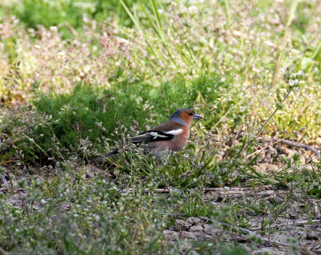 Fringilla coelebs?