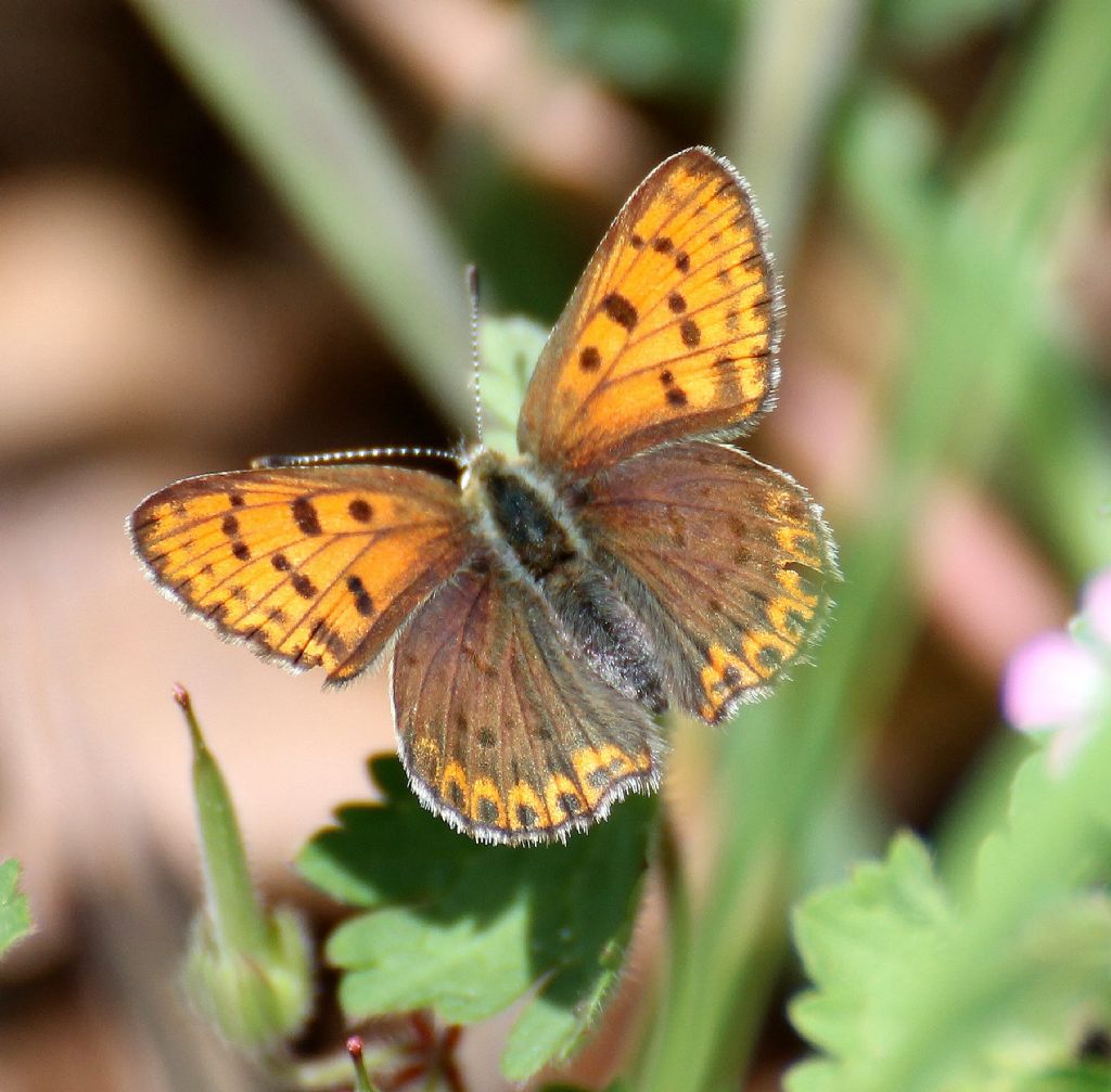 Lycaena ....?  Lycaena tityrus