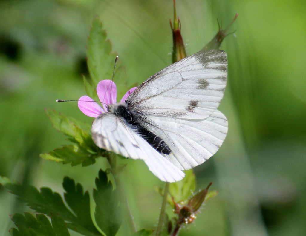 Pieris napi, Pieridae