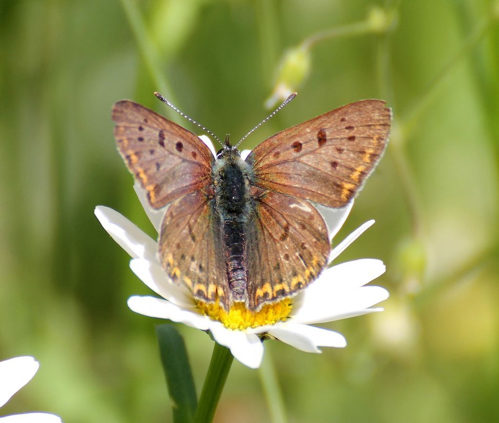 Lycaena tityrus