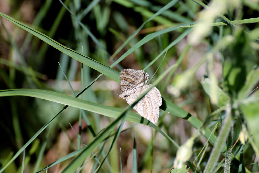 Falena: Scotopteryx coarctaria