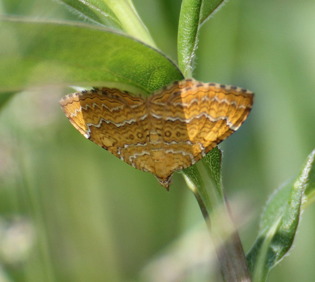 Falena.....? - Camptogramma bilineata