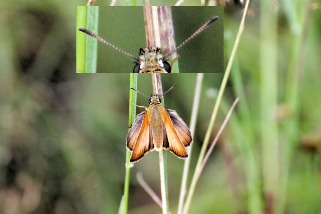 Thymelicus? S, lineola