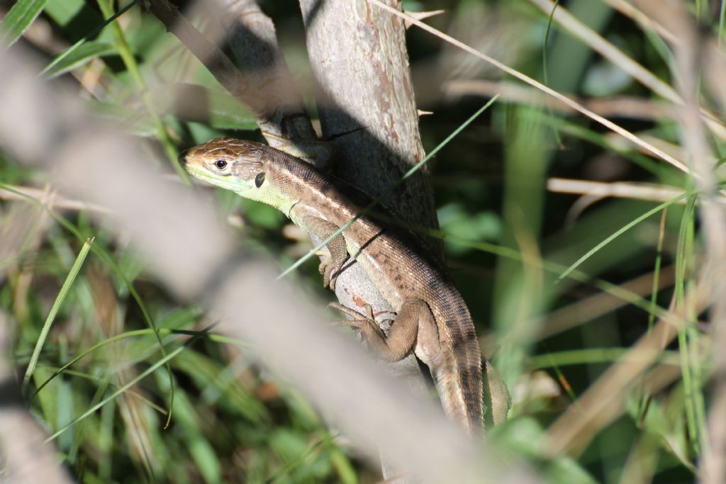 Lacerta bilineata baby