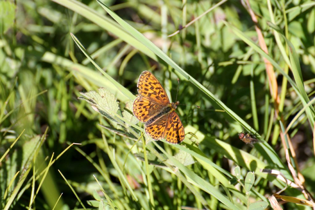 Quale Boloria? - Boloria (Clossiana) euphrosyne