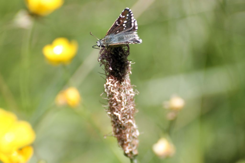 Pyrgus cfr. carlinae