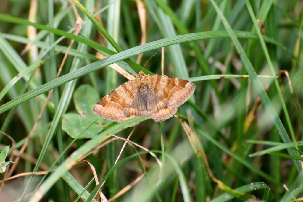 Falena 1? - Euclidia (Euclidia) glyphica