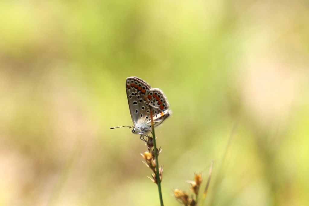 Lycaenidae....? Polyommatus (Polyommatus) icarus