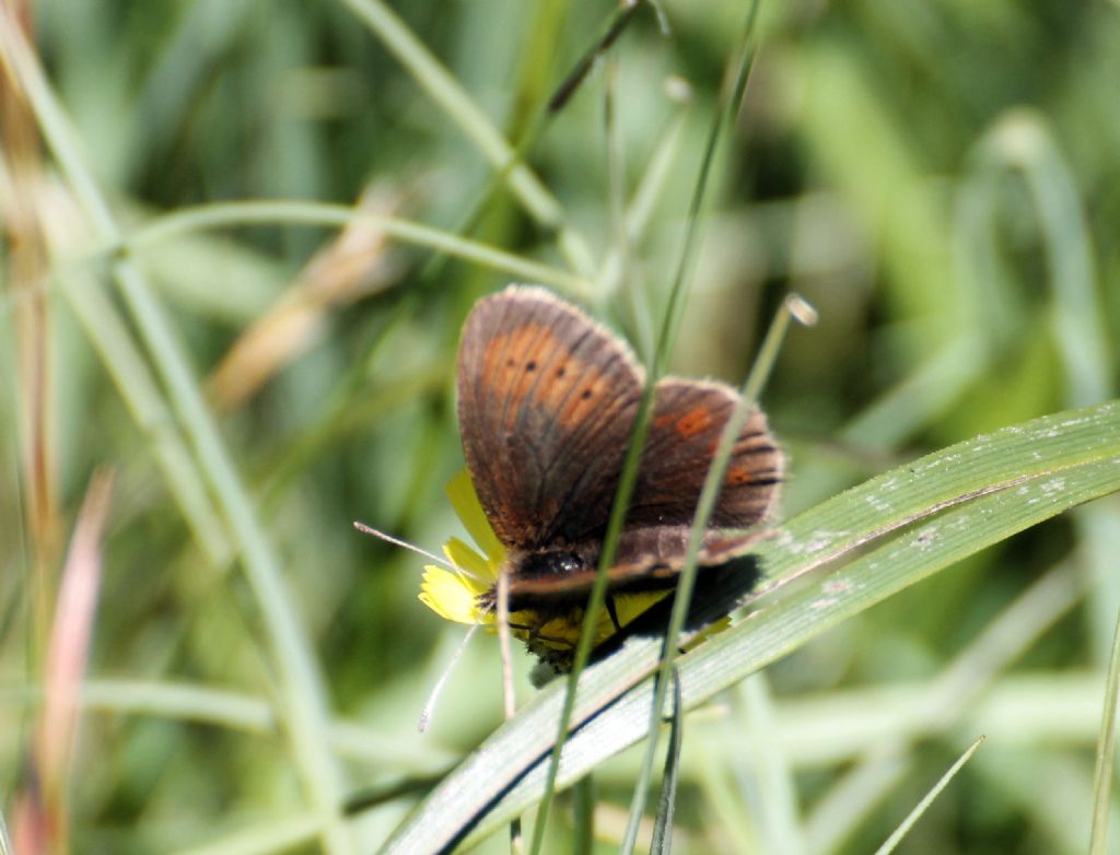 Quale Erebia? Erebia epiphron - Nymphalidae