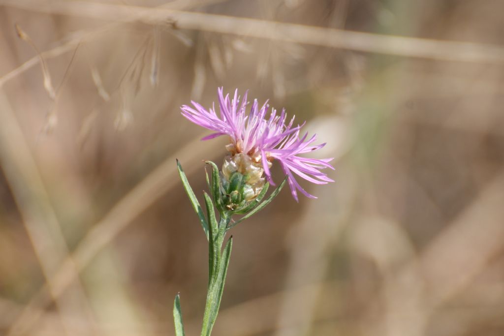 Centaurea jacea subsp gaudinii / Fiordaliso di Gaudin