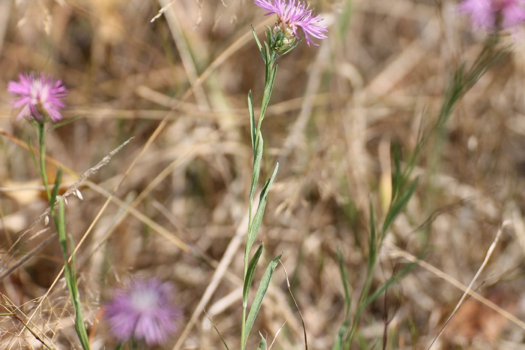 Centaurea jacea subsp gaudinii / Fiordaliso di Gaudin