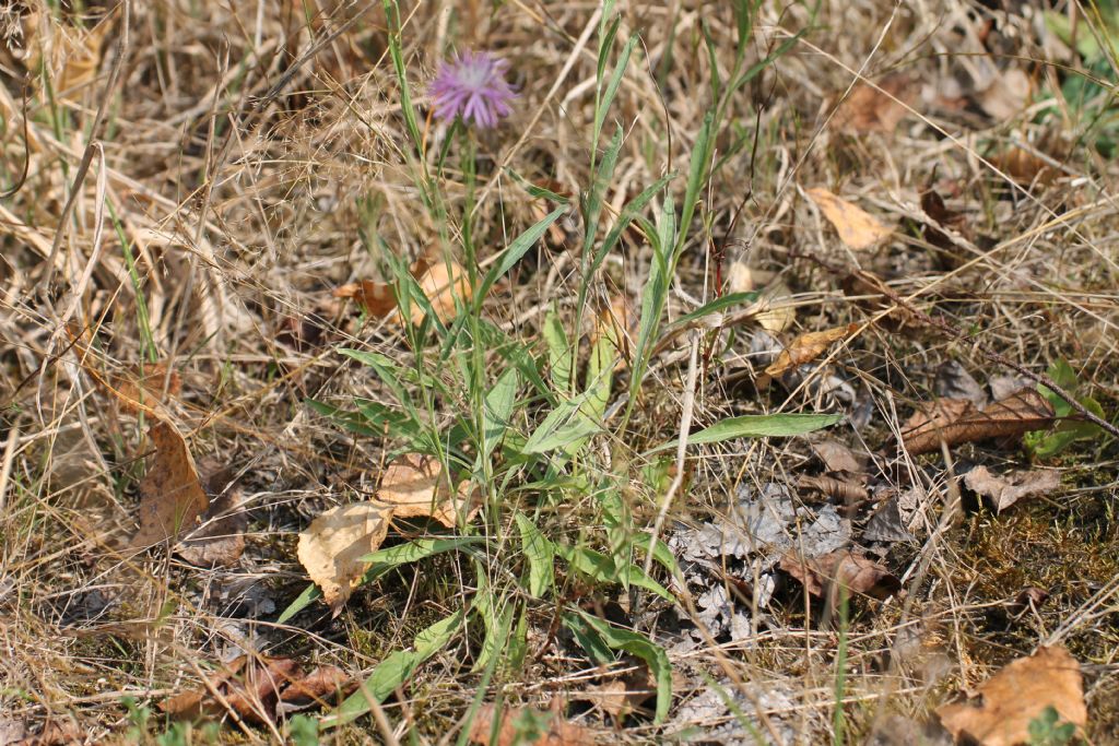 Centaurea jacea subsp gaudinii / Fiordaliso di Gaudin