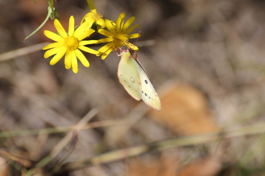 Colias crocea f. helice? S