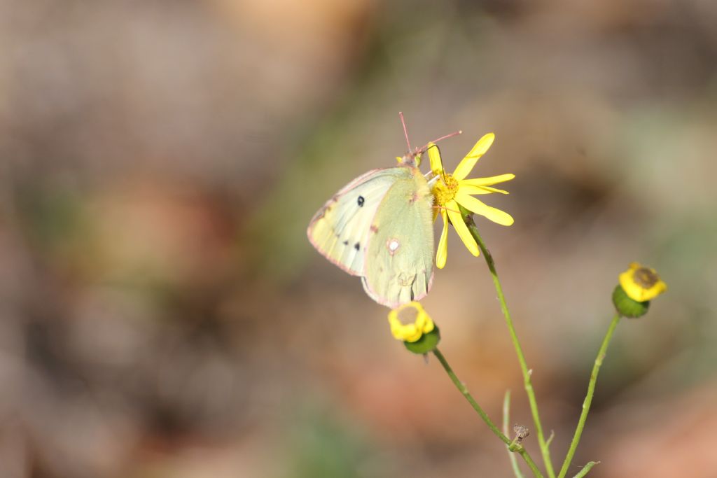 Colias crocea f. helice? S