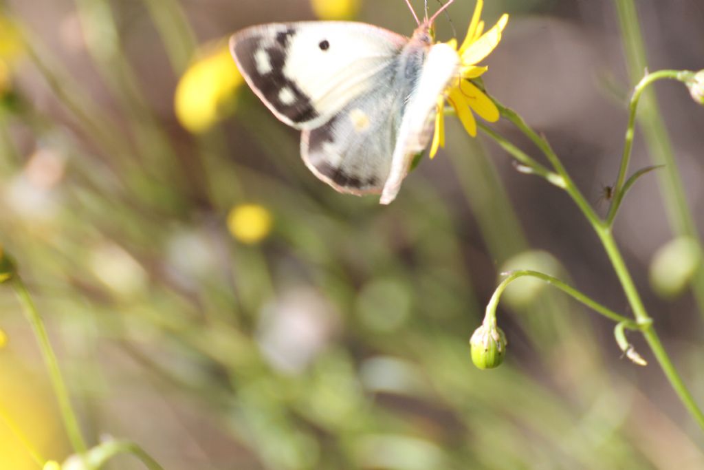 Colias crocea f. helice? S