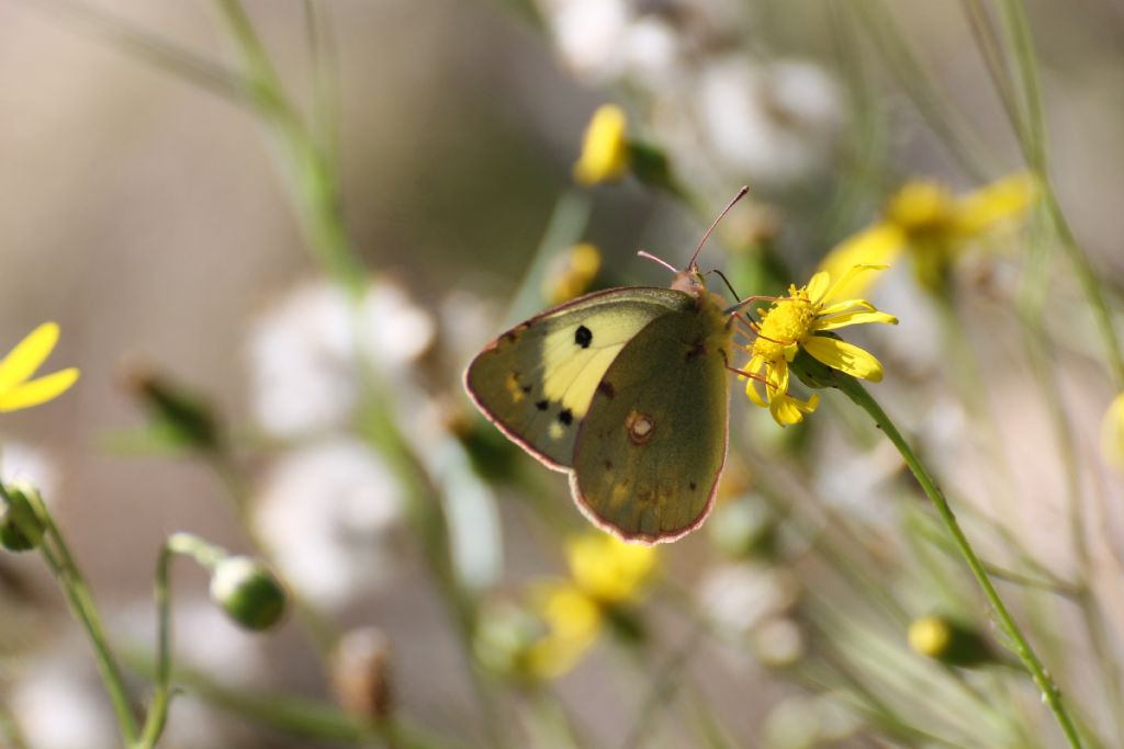 Colias crocea f. helice? S