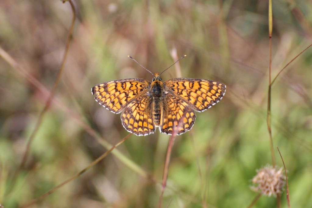 Melitaea?