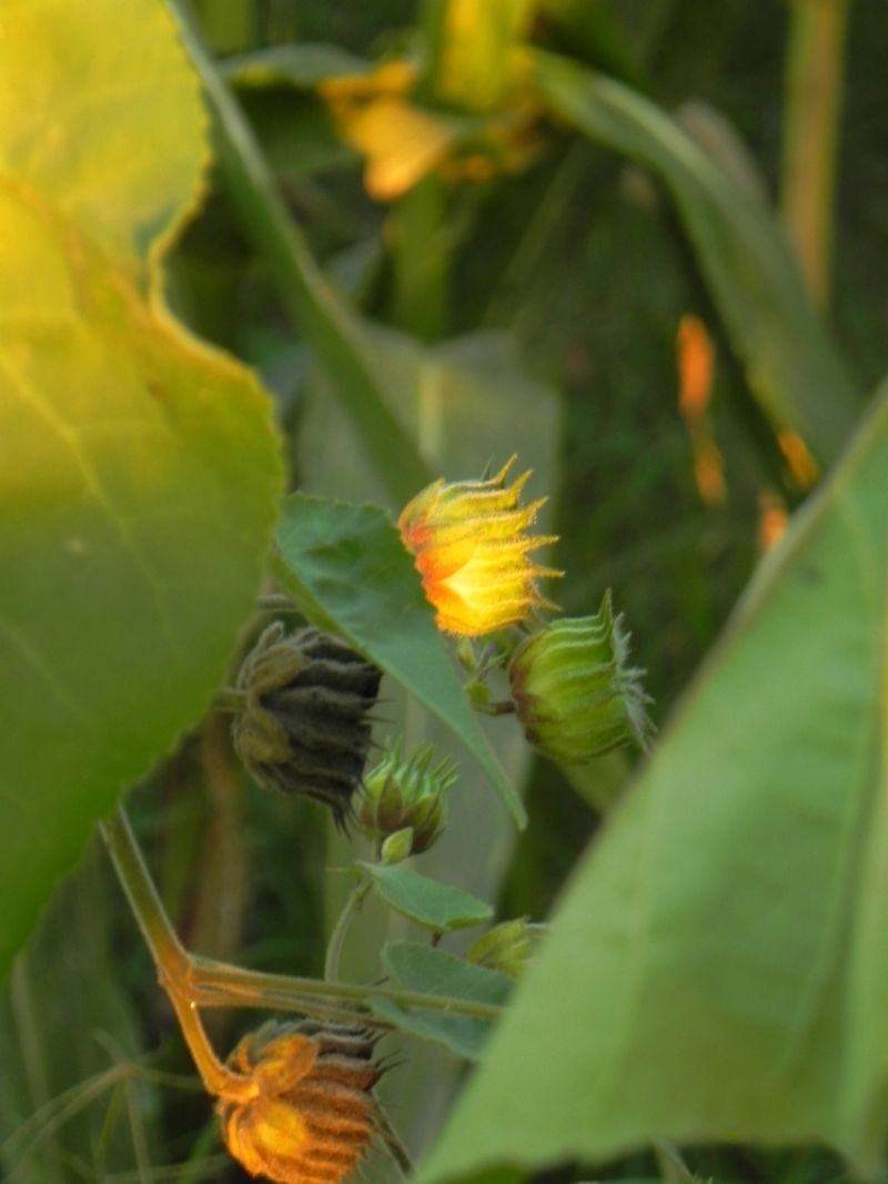 Abutilon theophrasti