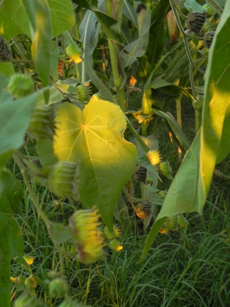 Abutilon theophrasti