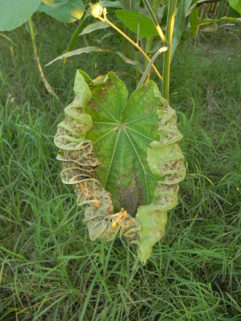 Abutilon theophrasti