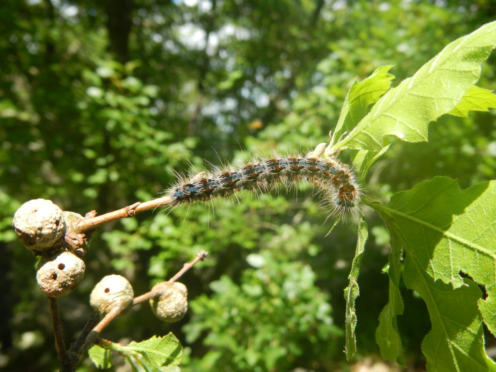 LARVA DI ERIOGASTER CATAX???