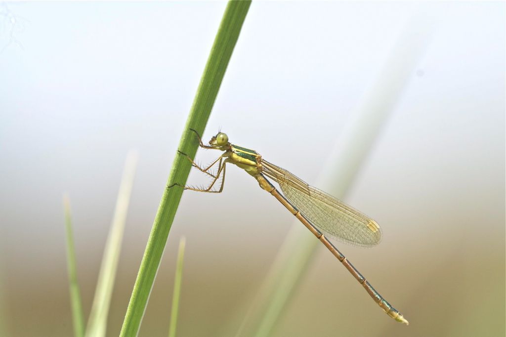 Identificazione libellula