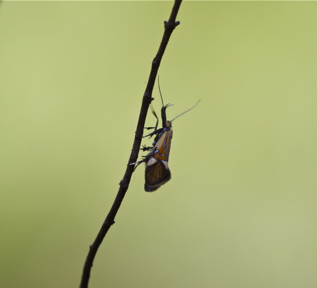 Identificazione piccola farfalla boschiva