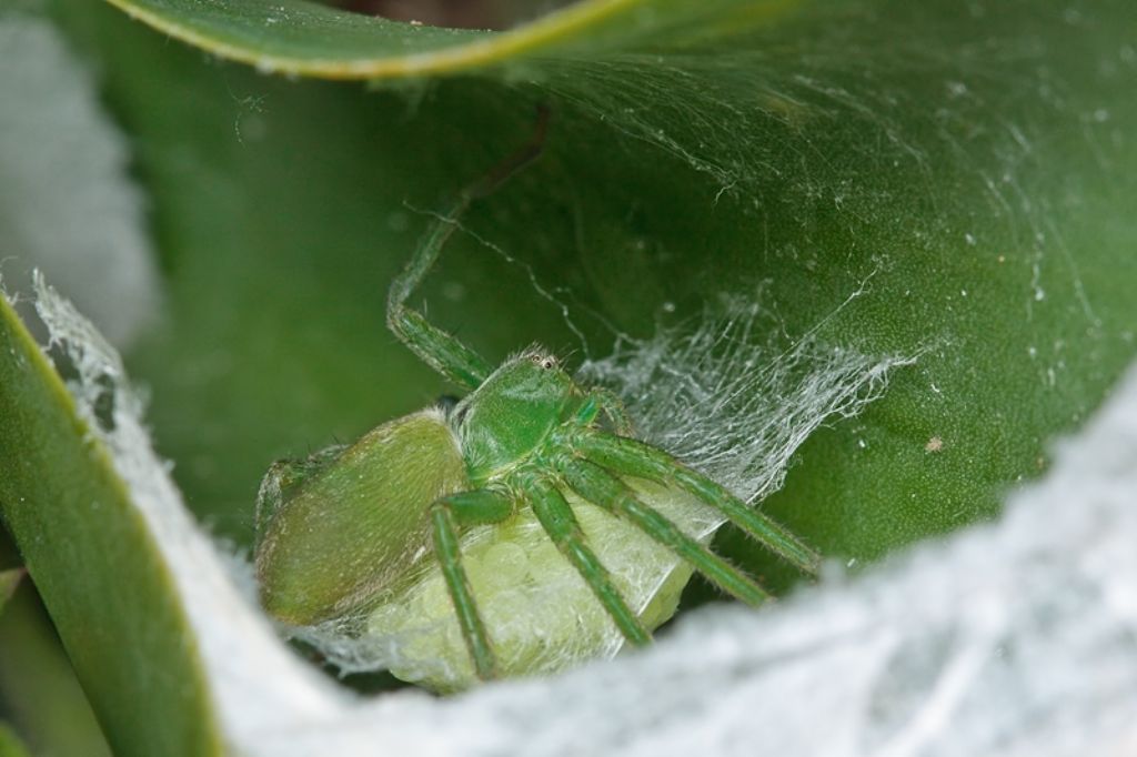 Micrommata ligurina con ovisacco - Malta