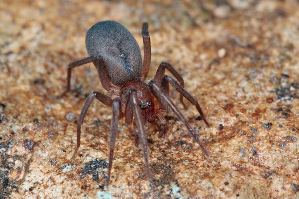 Drassodes sp.? No. Mesiotelus tenuissimus - Malta