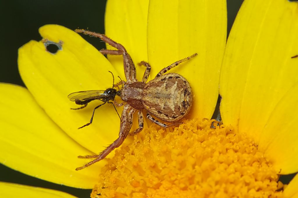 Xysticus sp. - Malta