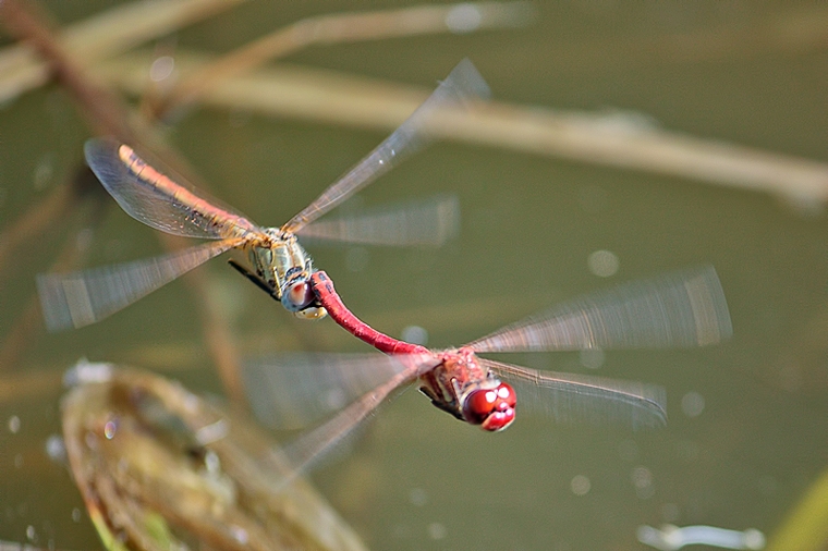 Sympetrum  fonscolombii  (tandem in deposizione)