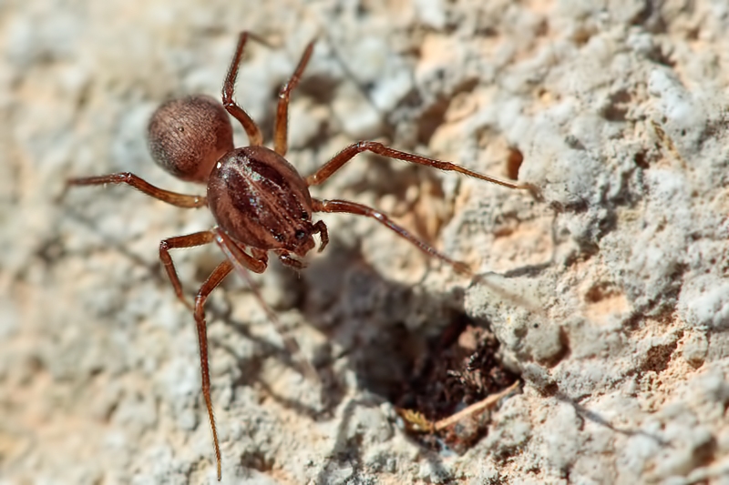 Scytodes velutina - Malta