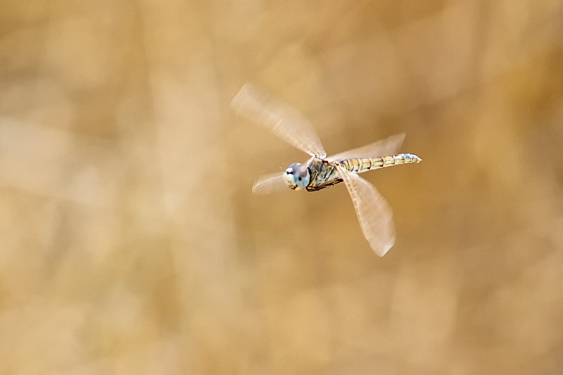 Selysiothemis nigra (female)