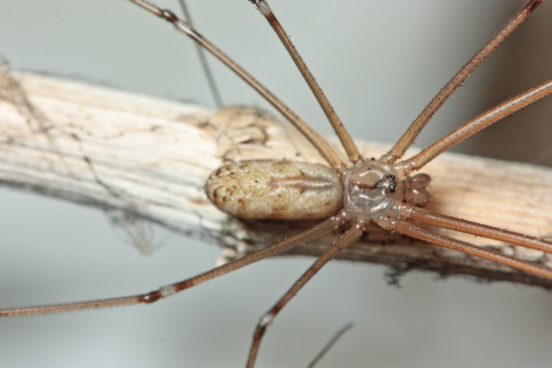 Holocnemus pluchei  - Malta