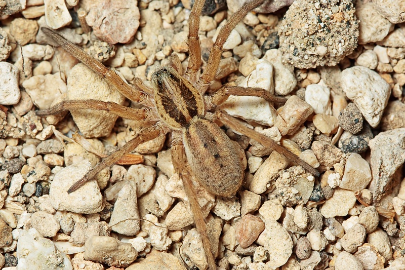 Lycosidae: giovane maschio di Hogna ferox - Malta