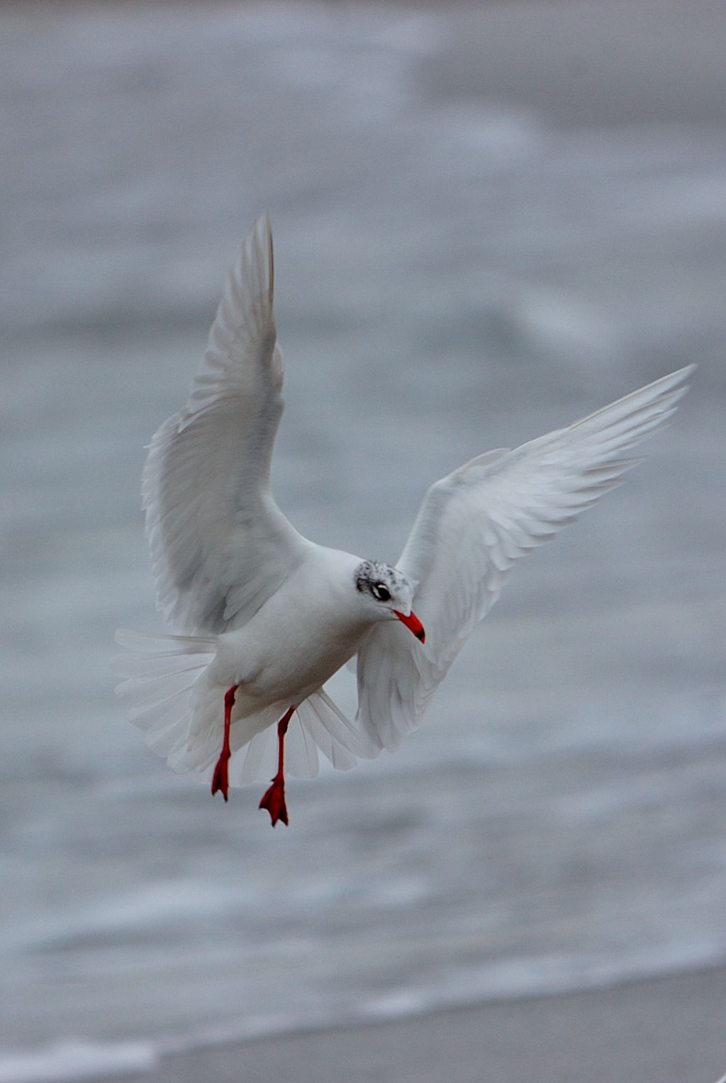 Gabbiano corallino - Larus melanocephalus