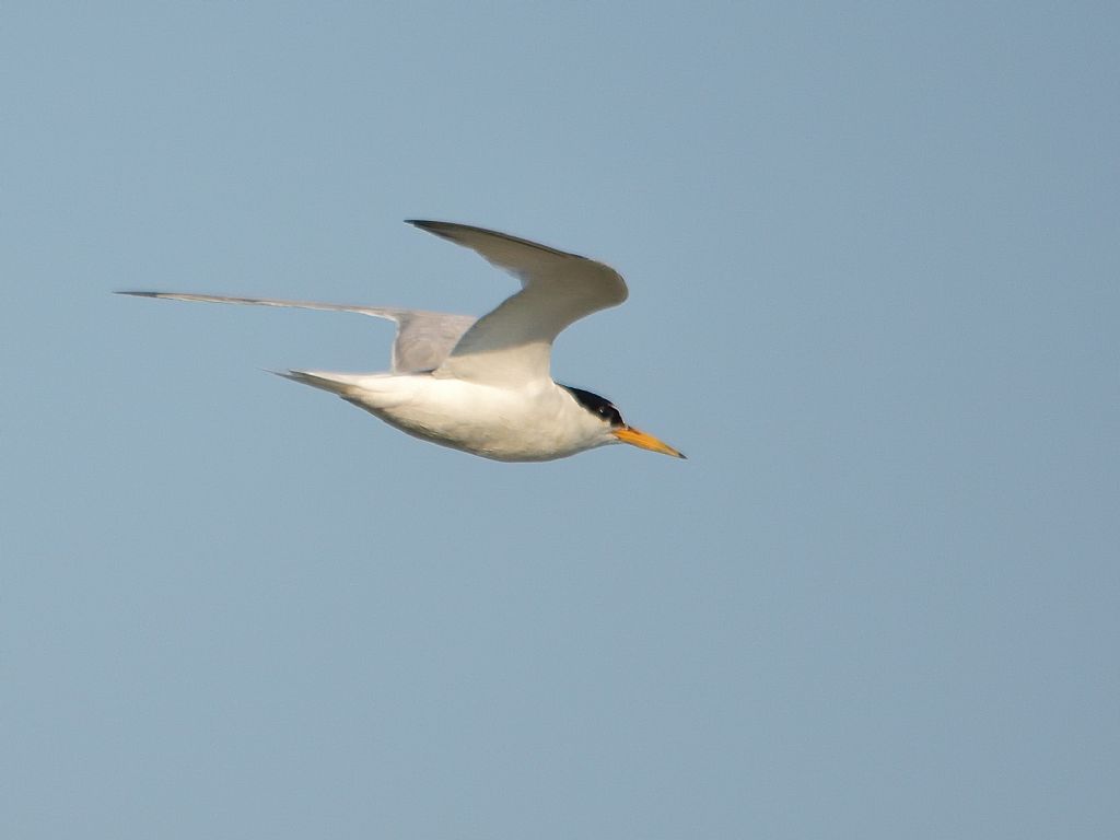 Fraticello (Sternula albifrons)