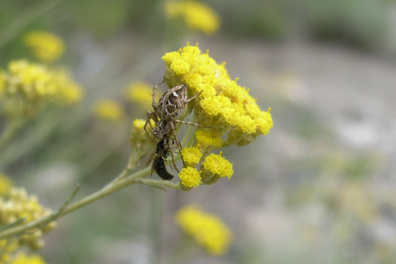 O. heterophthalmus, A. labyrinthica - Berignone (PI)