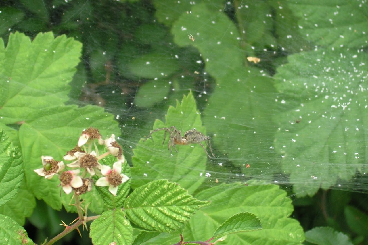 O. heterophthalmus, A. labyrinthica - Berignone (PI)