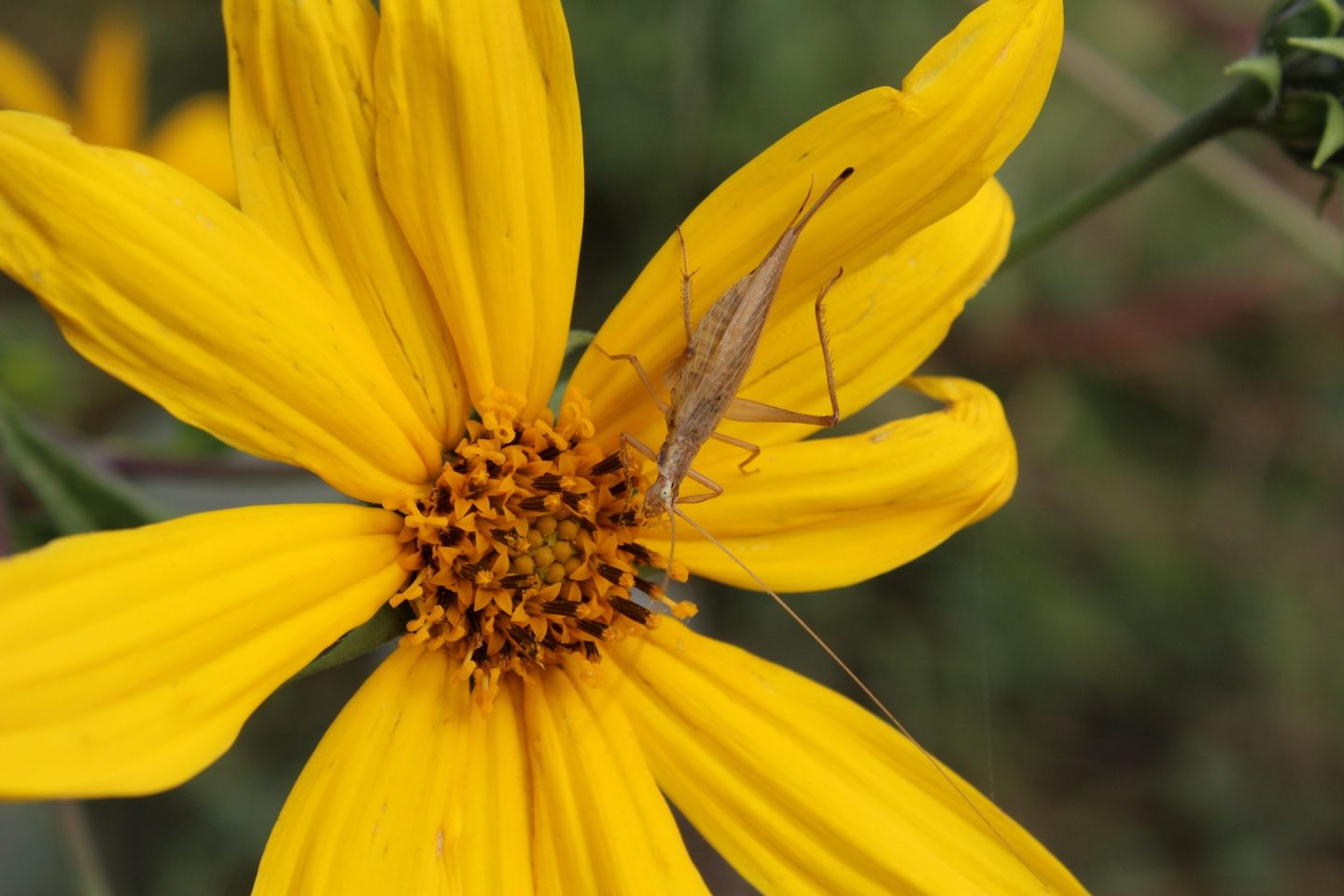 Oecanthus pellucens (femmina)