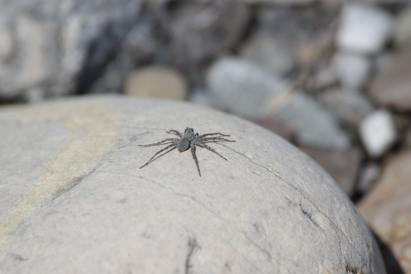 Pardosa wagleri - Cascata Plera (UD)