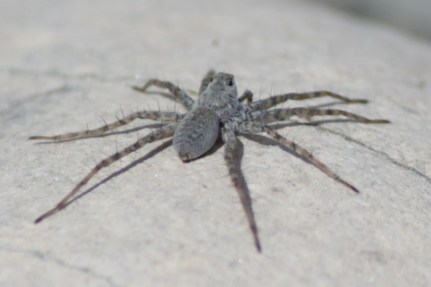 Pardosa wagleri - Cascata Plera (UD)