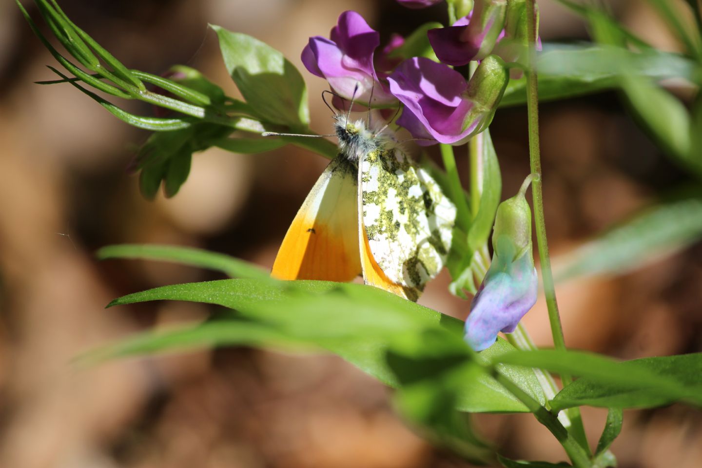 Anthocharis cardamines