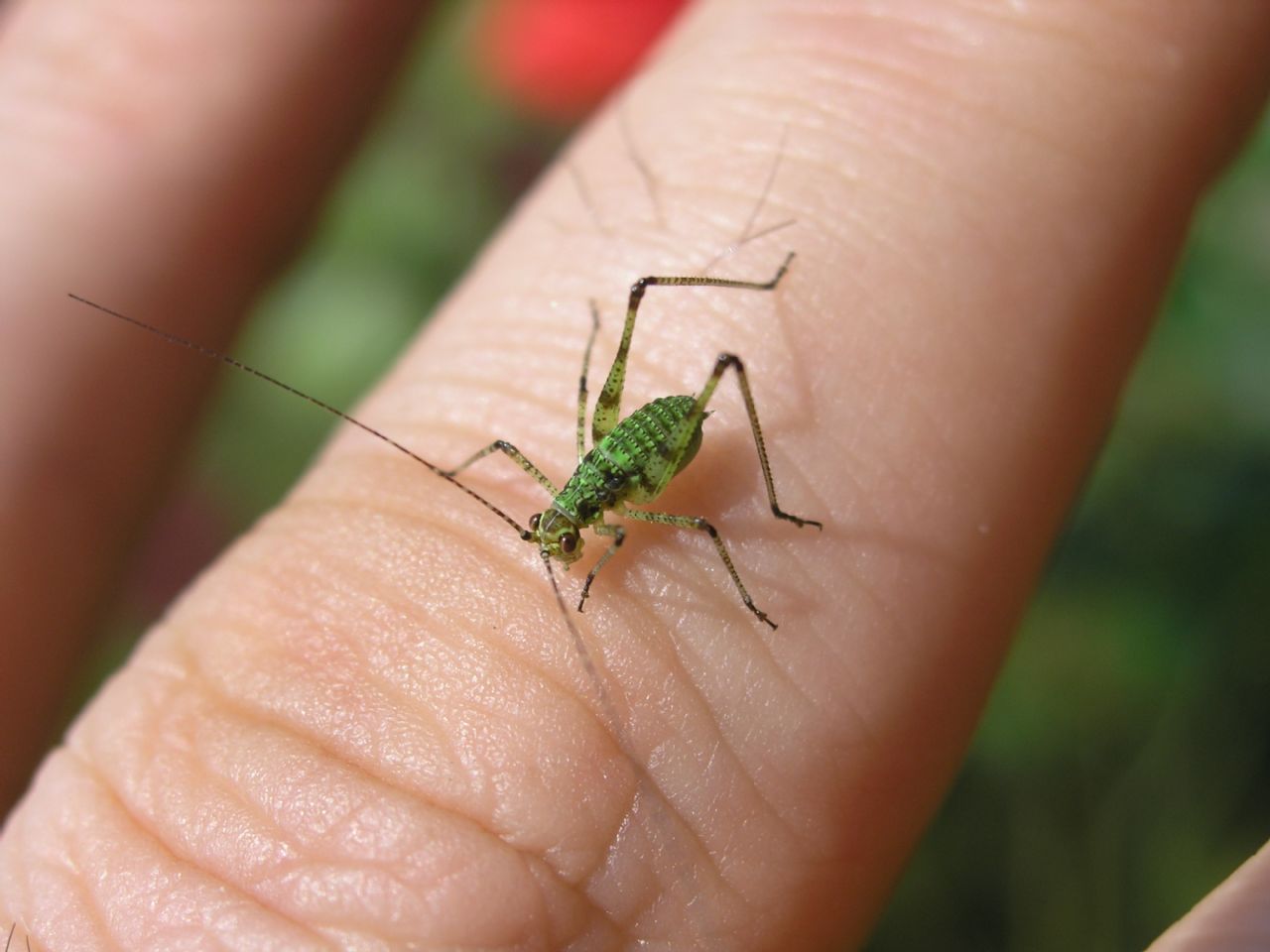 Phaneroptera sp.