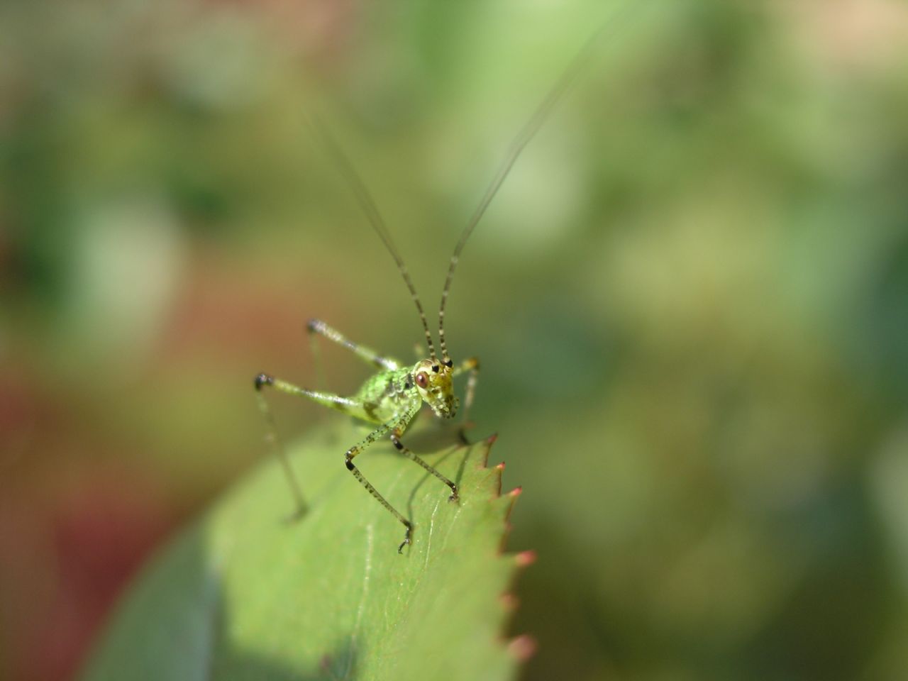 Phaneroptera sp.