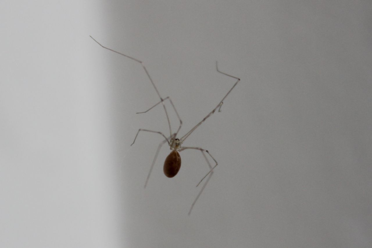 Pholcus phalangioides - Udine (UD)