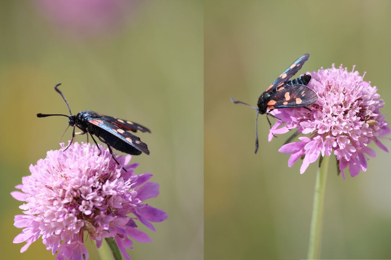 Zygaena filipendulae