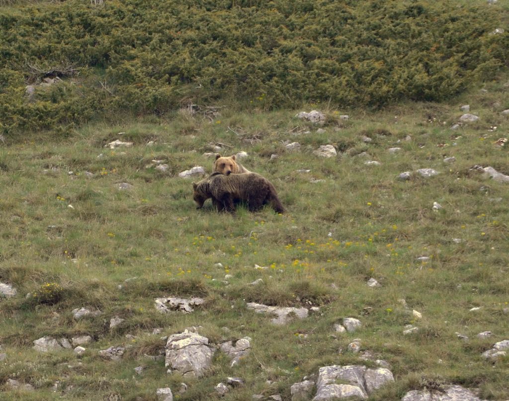 Orso ... che bell''esperienza!!