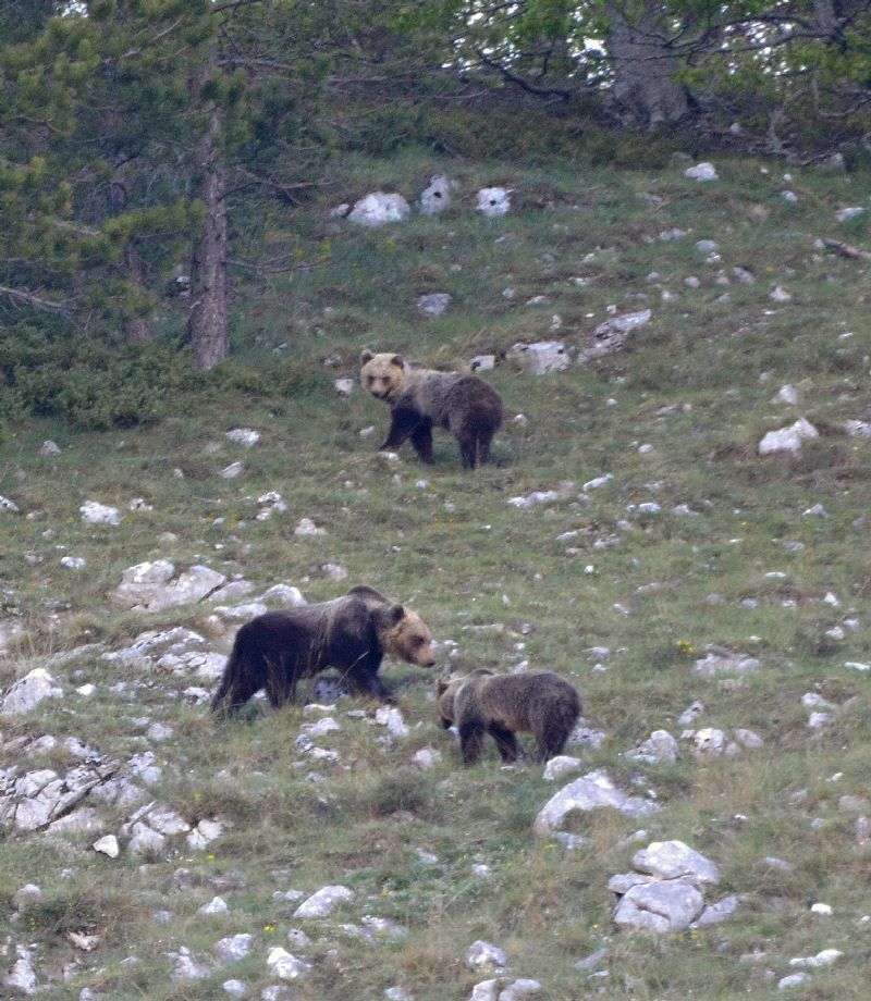 Orso ... che bell''esperienza!!